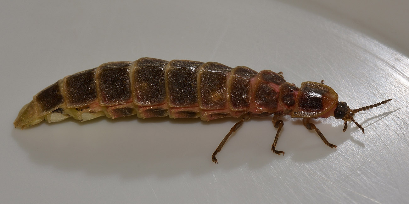 Lampyris fuscata